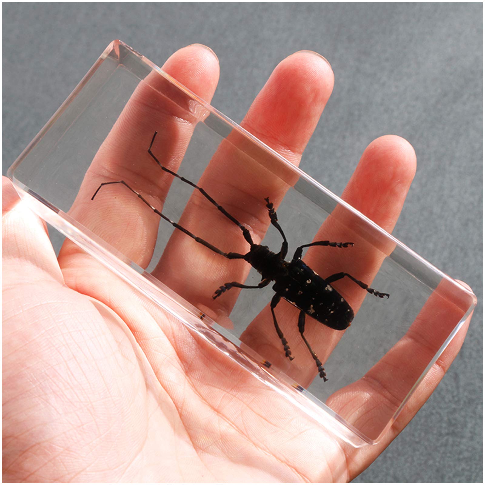 Amazon.co.jp: 本物の樹脂昆虫カミキリムシ埋め込み標本